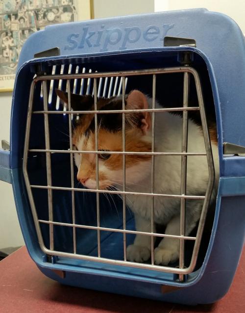 Pet Carrier